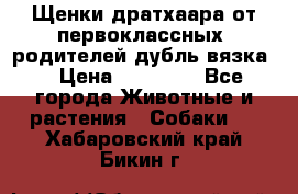 Щенки дратхаара от первоклассных  родителей(дубль вязка) › Цена ­ 22 000 - Все города Животные и растения » Собаки   . Хабаровский край,Бикин г.